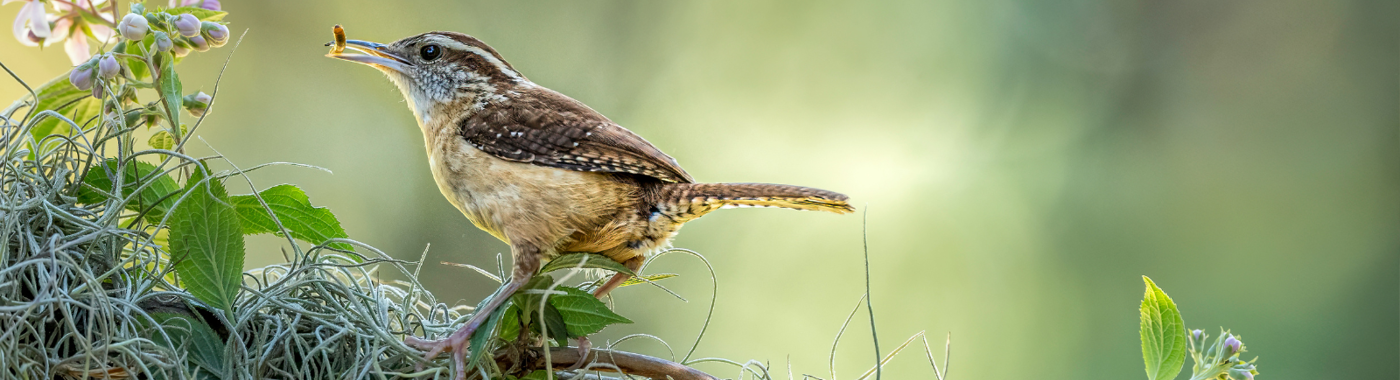 The Early Bird